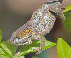 Short-Horned Chameleon photo 2