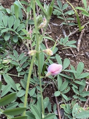 Tephrosia cinerea