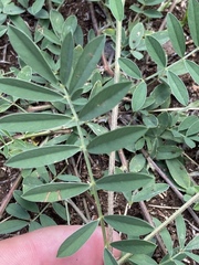 Tephrosia cinerea