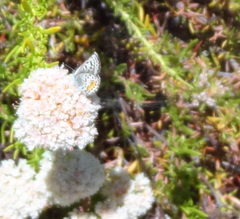 Euphilotes battoides