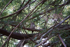 Strix occidentalis caurina