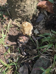 Phallus haitangensis