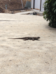 Sceloporus occidentalis