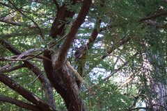 Strix occidentalis caurina