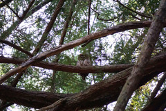 Strix occidentalis caurina
