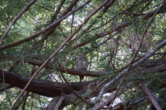 Strix occidentalis caurina