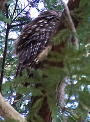 Strix occidentalis caurina