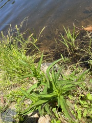 Lysimachia thyrsiflora