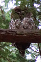 Strix occidentalis caurina