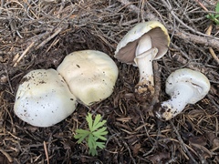 Agaricus moronii