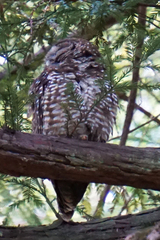 Strix occidentalis caurina