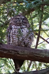 Strix occidentalis caurina