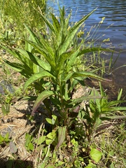 Lysimachia thyrsiflora