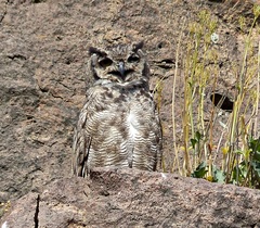 Bubo virginianus magellanicus