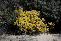 Verticordia chrysantha