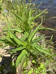 Lysimachia thyrsiflora
