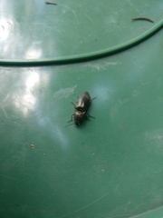 Paraphotistus impressus