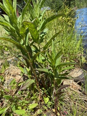 Lysimachia thyrsiflora
