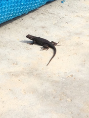 Sceloporus occidentalis