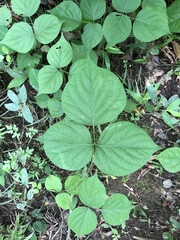 Lackeya multiflora