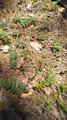 Tephrosia spicata