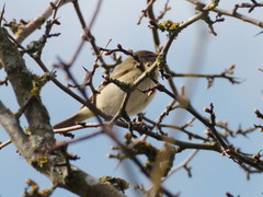 Phylloscopus collybita