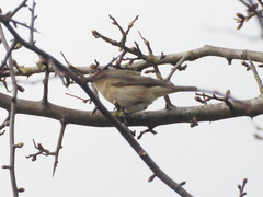Phylloscopus collybita