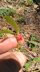 Tephrosia spicata