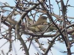 Phylloscopus collybita