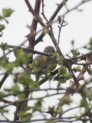 Phylloscopus collybita