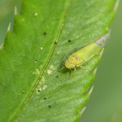 Eupteryx filicum