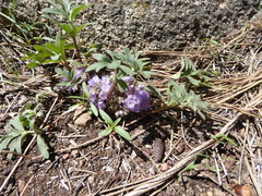 Hydrophyllum alpestre