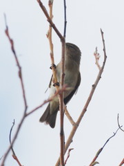 Phylloscopus collybita