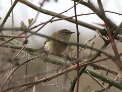 Phylloscopus collybita
