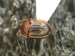 Amphotis marginata