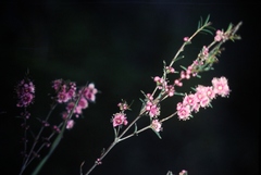 Hypocalymma robustum