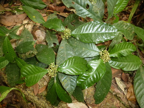 Psychotria leeuwenbergiana image