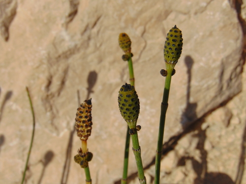 prasličkovka konáristá (Equisetum ramosissimum)