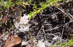 Euphilotes battoides