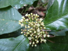 Psychotria leeuwenbergiana image