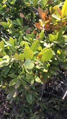 Quercus vacciniifolia