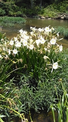 Hymenocallis coronaria