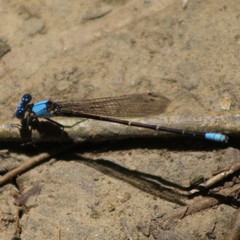 Argia apicalis