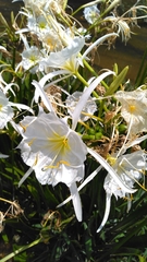 Hymenocallis coronaria