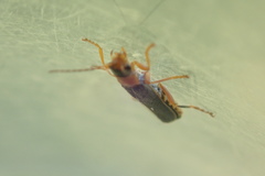 Cantharis lateralis