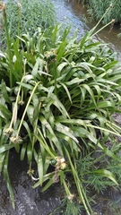 Hymenocallis coronaria