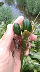 Hymenocallis coronaria