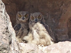 Bubo virginianus magellanicus