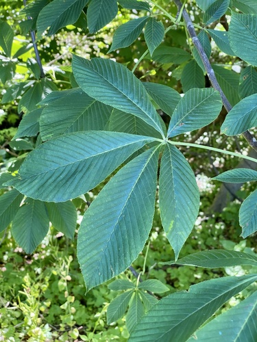 Aesculus flava