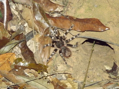 Acanthoscurria geniculata